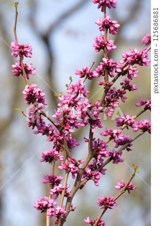 哈娜的花 哈娜的花 125686881