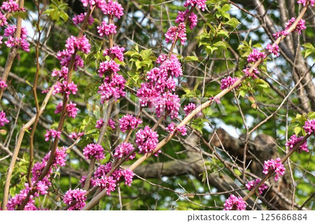 哈娜的花 哈娜的花 125686884