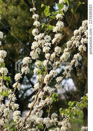 白紫荊花 白紫荊花 125686885