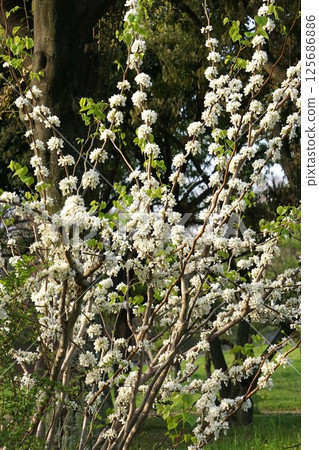 White Cercis Flower White Cercis Flower 125686886