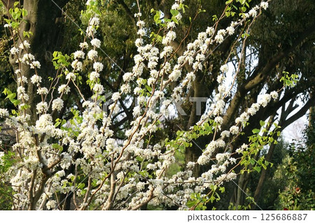 白紫荊花 125686887