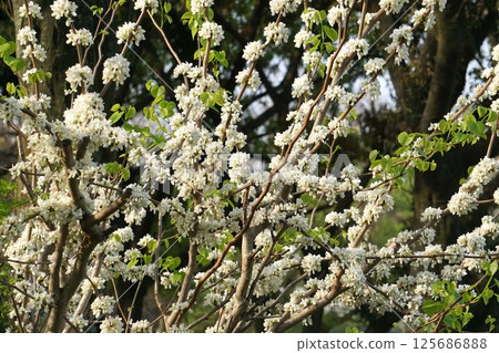 白紫荊花 125686888