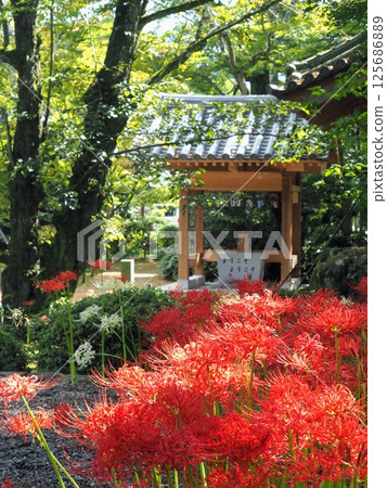 法泉寺彼岸花2024年【香川縣觀音寺市4 125686889