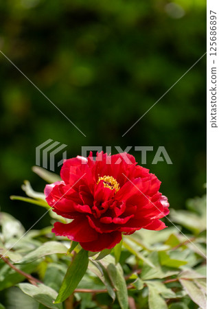 Spring sunshine and bright red peony flowers 125686897