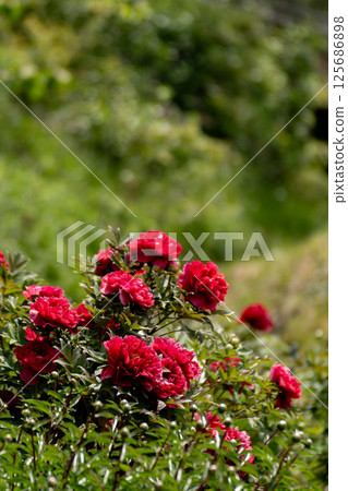Spring sunshine and bright red peony flowers 125686898