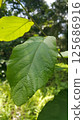 Dark green leaf background. Wallpaper. 125686916