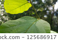 Dark green leaf background. Wallpaper. 125686917