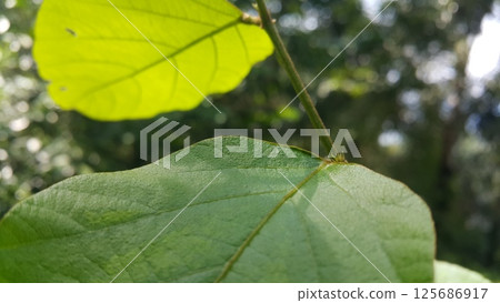 Dark green leaf background. Wallpaper. Dark green leaf background. Wallpaper. 125686917