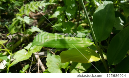 House flies are flies from the Cyclorrhapha suborder that land on green leaves. Shot in the forest. 125686924