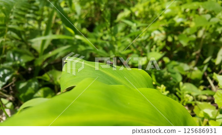 House flies are flies from the Cyclorrhapha suborder that land on green leaves. Shot in the forest. House flies are flies from the Cyclorrhapha suborder that land on green leaves. Shot in the forest. 125686931