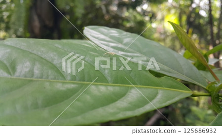 Baby mantis perched on a leaf. Shot in the forest. Empusa pennicornis, Iris polystictica, Tropidomantis tenera, Praying Mantis, Sphodromantis gastrica, African mantis, Stagmomantis carolina. 125686932