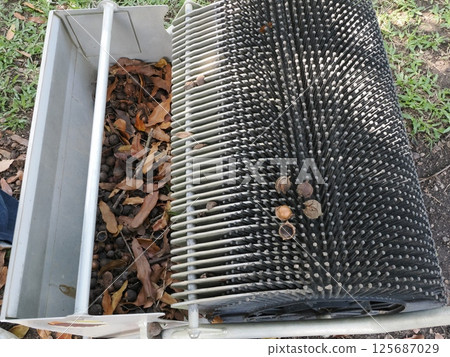 澳洲澳洲堅果破碎機 125687029