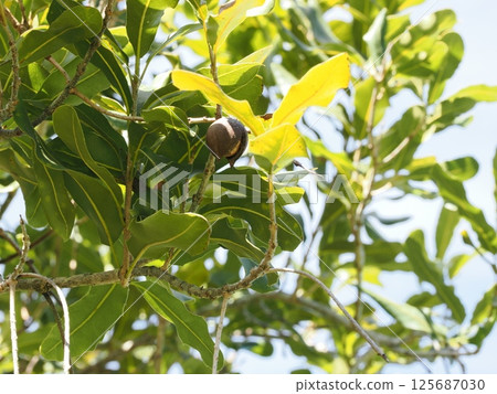 Macadamia nut trees in Australia 125687030