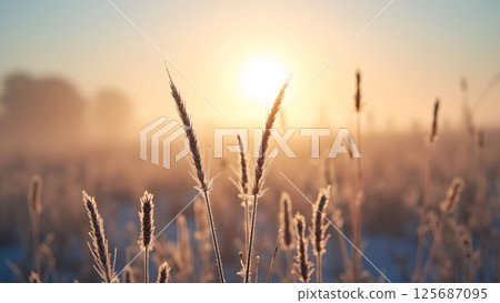 Golden hour illuminates a tranquil winter field with delicate frosted grass Golden hour illuminates a tranquil winter field with delicate frosted grass 125687095
