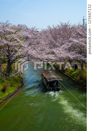 Cherry blossoms in Nakashojima Cherry blossoms in Nakashojima 125687132