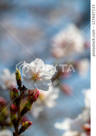 Cherry blossoms in Nakashojima 125687135