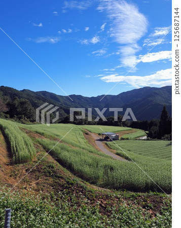 2024年島峰蕎麥田【香川縣中多戶區萬濃町川東3】 2024年島峰蕎麥田【香川縣中多戶區萬濃町川東3】 125687144