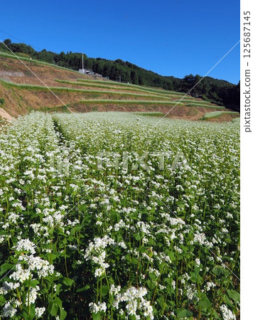2024 Shimagamine Buckwheat Field [Kagawa Prefecture Nakatado District Manno Town Kawahigashi 4 125687145