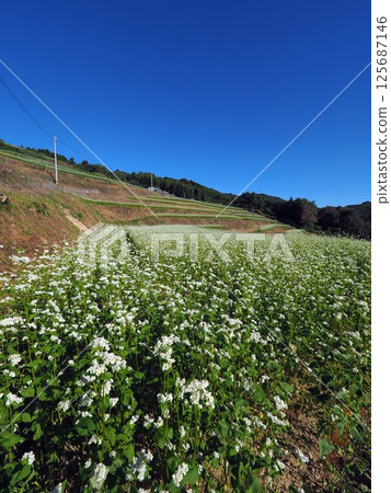 2024 Shimagamine Buckwheat Field [Kawahigashi 5, Manno-cho, Nakatado-gun, Kagawa Prefecture 2024 Shimagamine Buckwheat Field [Kawahigashi 5, Manno-cho, Nakatado-gun, Kagawa Prefecture 125687146