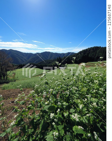 2024 Shimagamine Buckwheat Field [Kawahigashi 1, Manno-cho, Nakatado-gun, Kagawa Prefecture 125687148