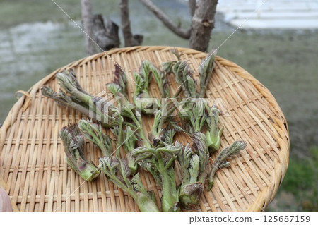 Freshly picked taros 125687159