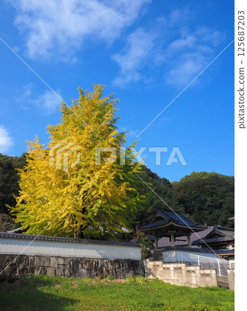 Kyofukuji Temple 2024 [Kagawa Prefecture Takamatsu Shionoe Town 2 125687203