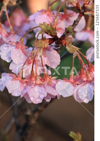 Close-up of Kawazu cherry blossoms with raindrops 125687335