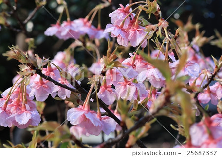 Kawazu cherry tree in full bloom 125687337