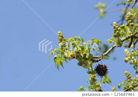 Maple-leaf sycamore flowers and young leaves, April 2025 125687461