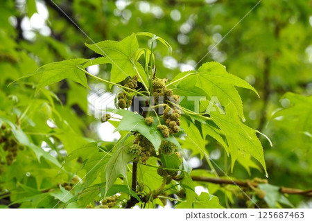 Maple-leaf sycamore flowers and young leaves, April 2025 Maple-leaf sycamore flowers and young leaves, April 2025 125687463
