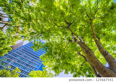 日本東京城市景觀。俯瞰槐樹……東京大手町。這座紀念碑旁邊有一棵日本槐樹,標誌著這座城市的第一排樹。 日本東京城市景觀。俯瞰槐樹……東京大手町。這座紀念碑旁邊有一棵日本槐樹,標誌著這座城市的第一排樹。 125687541