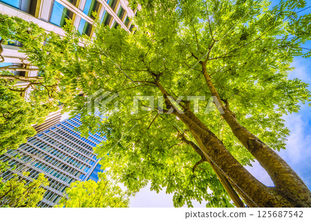 Tokyo cityscape in Japan. View of the Japanese pagoda trees... Otemachi, Tokyo. A Japanese pagoda tree next to the monument marking the "first row of trees in the city." 125687542