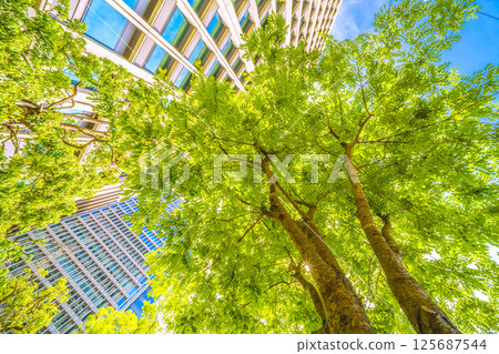 Tokyo cityscape in Japan. View of the Japanese pagoda trees... Otemachi, Tokyo. A Japanese pagoda tree next to the monument marking the "first row of trees in the city." 125687544