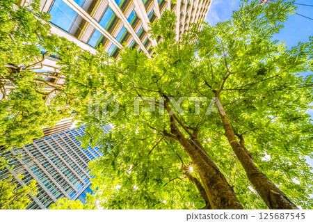 Tokyo cityscape in Japan. View of the Japanese pagoda trees... Otemachi, Tokyo. A Japanese pagoda tree next to the monument marking the "first row of trees in the city." 125687545