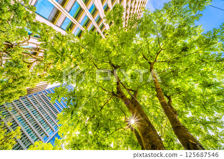 Tokyo cityscape in Japan. View of the Japanese pagoda trees... Otemachi, Tokyo. A Japanese pagoda tree next to the monument marking the "first row of trees in the city." 125687546