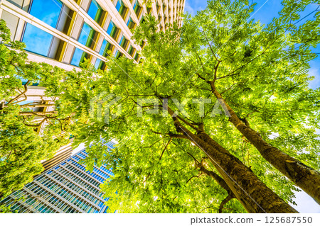 Tokyo cityscape in Japan. View of the Japanese pagoda trees... Otemachi, Tokyo. A Japanese pagoda tree next to the monument marking the "first row of trees in the city." 125687550