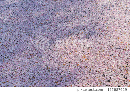 大口町五條川的花筏 大口町五條川的花筏 125687629