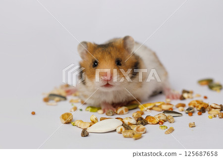 Portrait of cute small hamster eating seeds on white background Portrait of cute small hamster eating seeds on white background 125687658
