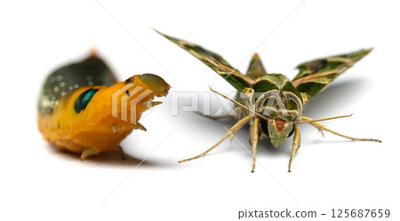 Colorful Butterfly with Caterpillar on white background Colorful Butterfly with Caterpillar on white background 125687659