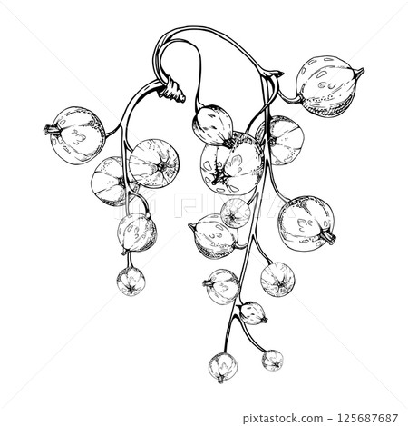 Currant gooseberry raceme bunch cluster stalk, glossy juicy ripe garden berry casseille jostaberry juneberry. Isolated botanical illustration, vector ink hand drawn. Food packaging, culinary branding Currant gooseberry raceme bunch cluster stalk, glossy juicy ripe garden berry casseille jostaberry juneberry. Isolated botanical illustration, vector ink hand drawn. Food packaging, culinary branding 125687687