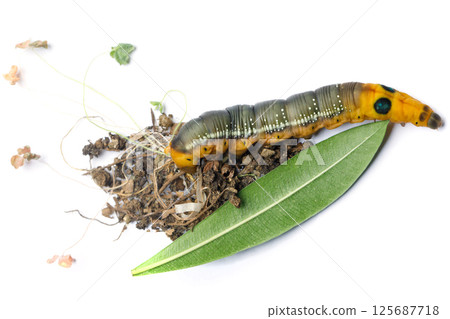Macro of Caterpillar Oleander Hawk moth or Daphnis nerii Butterfly with green Oleander leaf  125687718