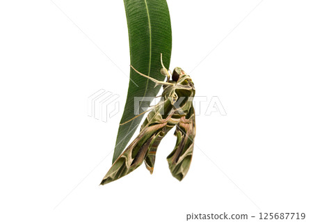 Isolated butterfly Oleander Hawk moth sitting on leaf, macro 125687719