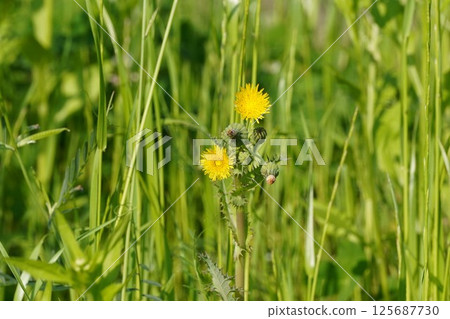 Corn poppy flowers, April 2025 125687730