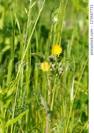 Corn poppy flowers, April 2025 Corn poppy flowers, April 2025 125687731