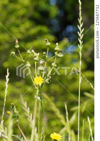Corn poppy flowers, April 2025 125687732