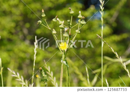 Corn poppy flowers, April 2025 Corn poppy flowers, April 2025 125687733