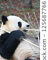 giant panda 125687766