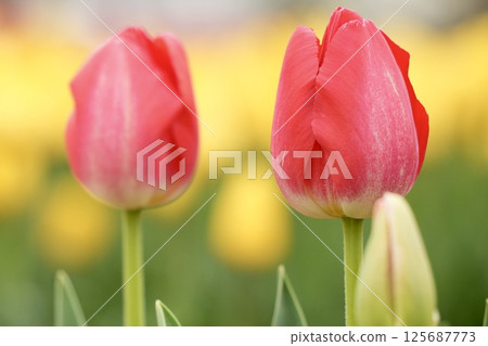 Beautiful soft red tulips on a yellow background Spring flowers 125687773