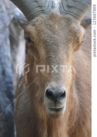 Burberry sheep 125687809