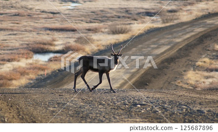 一隻年輕的馴鹿沿著管道行走 125687896
